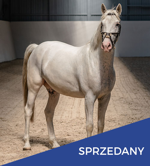 konie na sprzedaż dolar